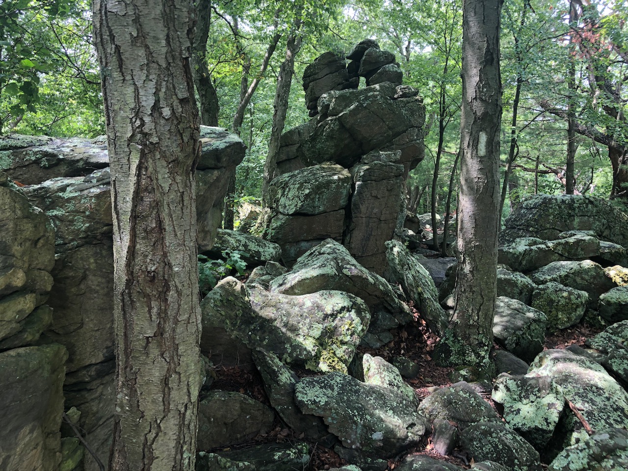 Photo of mossy rocks