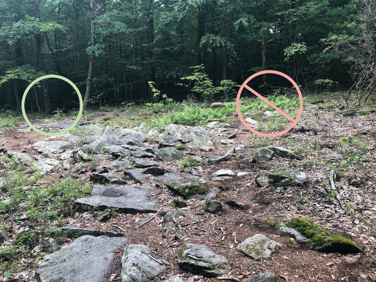 Photo of trail split