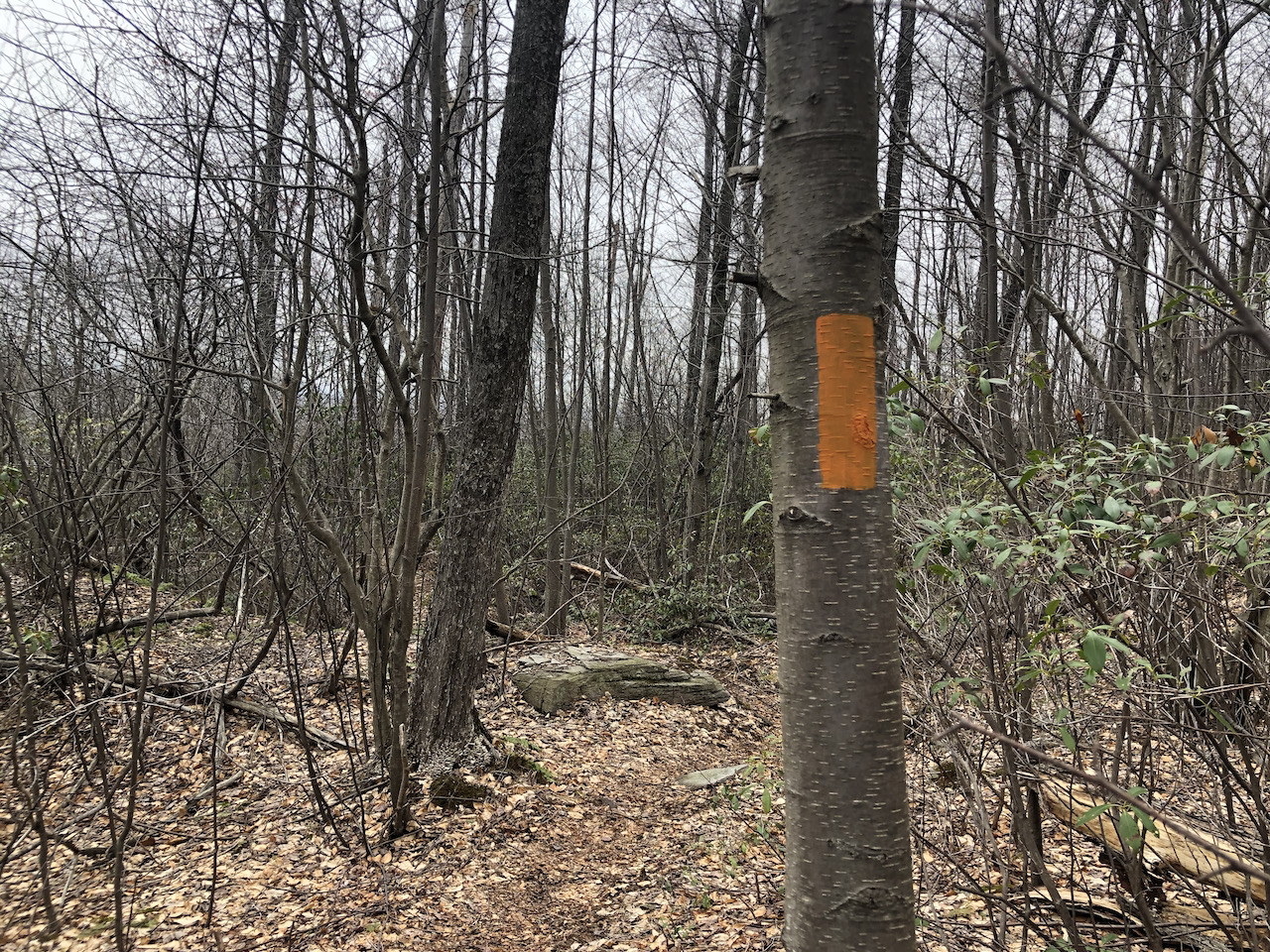 Photo of a tree with a bright orange rectangular blaze on it